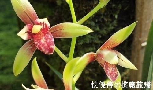 花香|国魂兰花被誉为“四大天后”之一,开花比鸡血还红,花香迷人