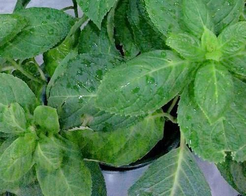 花盆|什么东西适合养花?这些宝贝,帮搞定花盆、花土、花肥问题