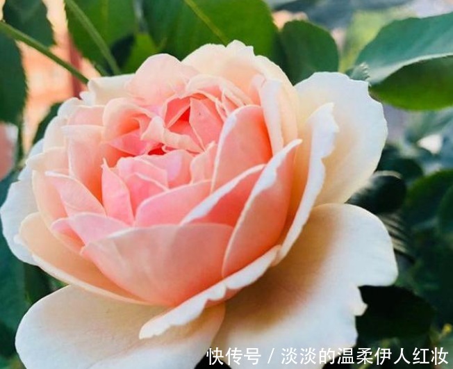 球根海棠|3种花好养又漂亮,比牡丹美,比绿萝好养,一开就是200天!