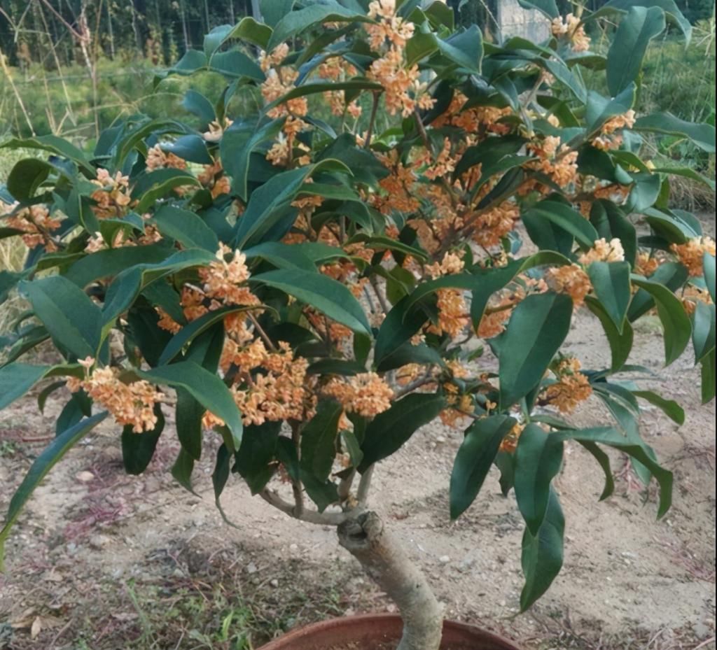  抓住|桂花修剪“好时机”抓住了，树干存满“养份”，明年开花多一倍