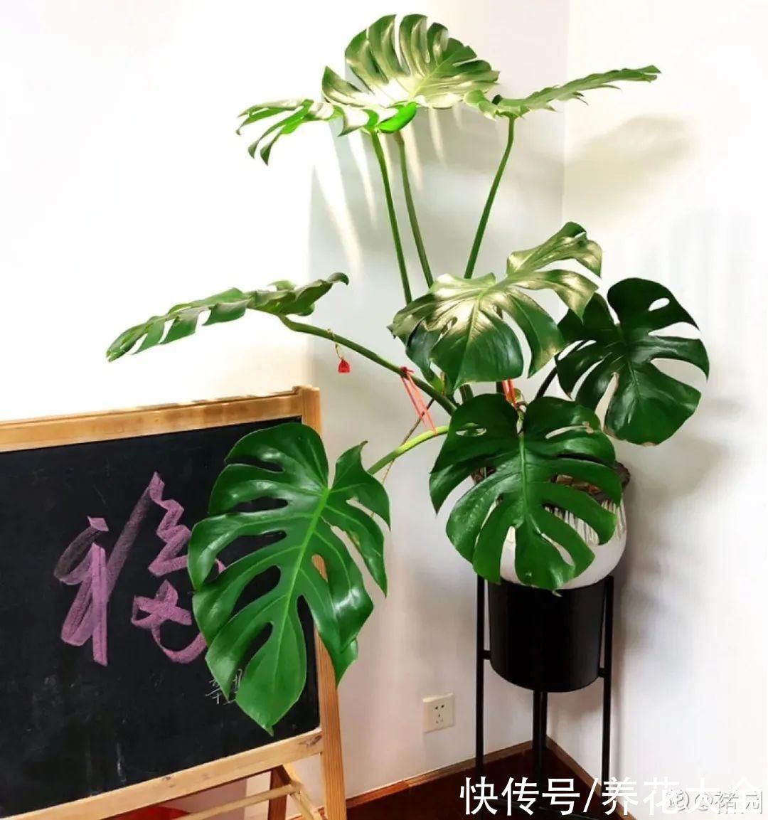 琴叶榕|大叶子耐阴花，室内一定养，叶子比脸大，真凉快