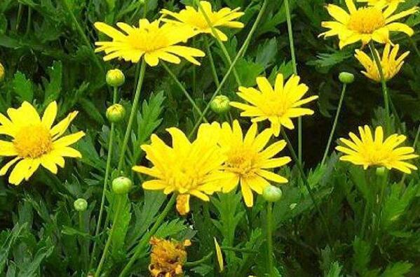 养花就养这4款，不用操啥心，枝头窜满花苞，美成小花园