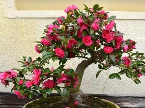 图片作者|家里有这10种花,多修剪少浇水,能养成高价盆景