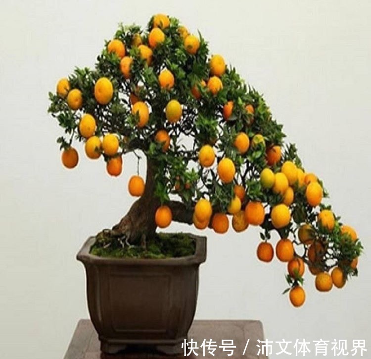 过年买花要“会挑”，4种花养家里“大吉大利”，谁看都有档次