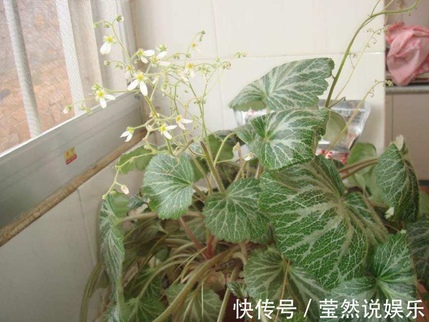 入药|阴沟里长的野草,有人挖去观赏却不知能入药,晒干后卖40元一斤