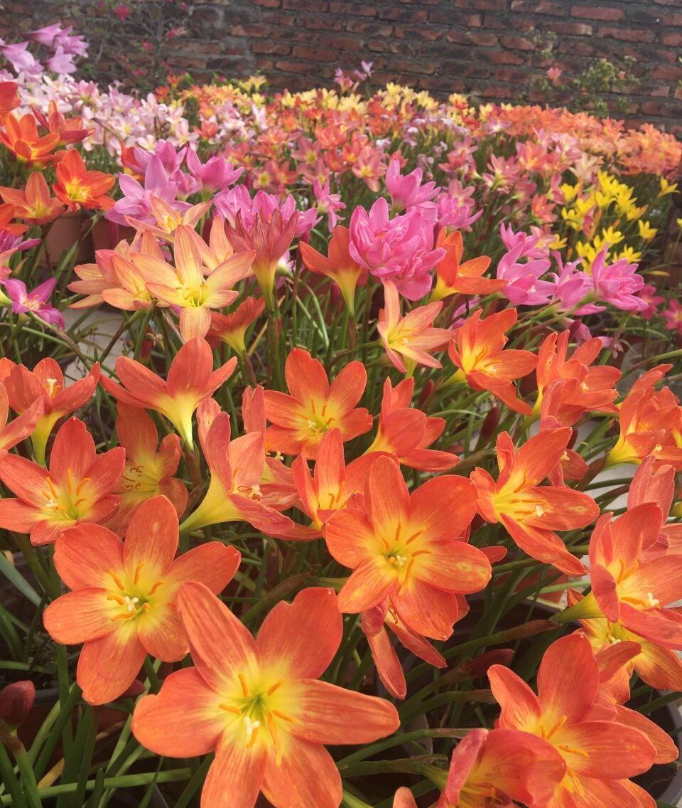 开成“红毯”的4种花，撒把种子开花十几年，邻居见了都眼馋