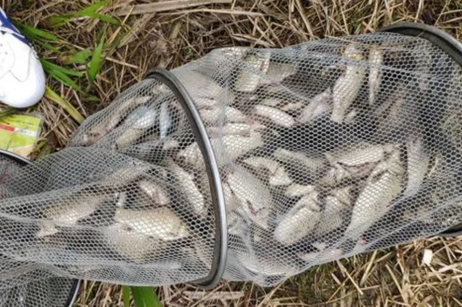 冬天气温低,鱼就不咬钩了?饵料按我说的用,大板鲫特好钓