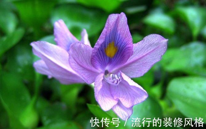 家养|从9月8日开始，家养此款花卉，花开大又艳，花朵迷人