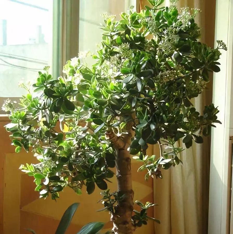 老桩|6种富贵花,全都“寿命长”,轻松养成老桩,越大越“旺家”