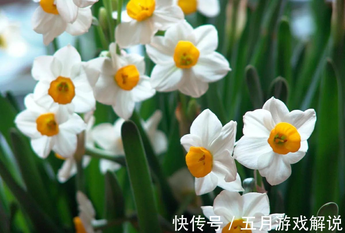 6种“球根”花适合冬季养,有的“开花鲜艳”,有的“香气怡人”