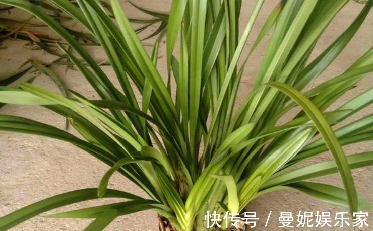 关键|烂根的兰花长出新芽，能活吗学会这“4步”，养兰是关键