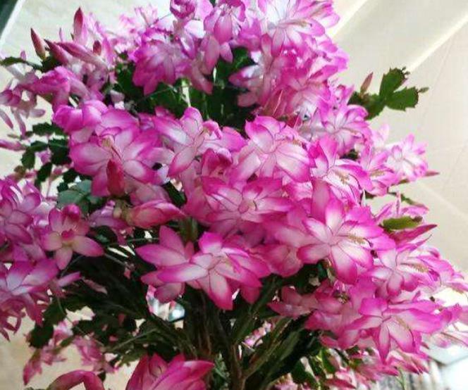 天冷了,蟹爪兰进屋有讲究,3件事做不好掉蕾又黄叶,花苞开不出