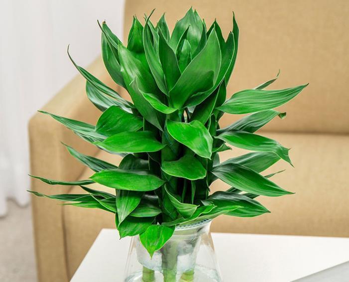 客厅|建议养花的人,别养富贵竹了,这种“竹子”更适合养护