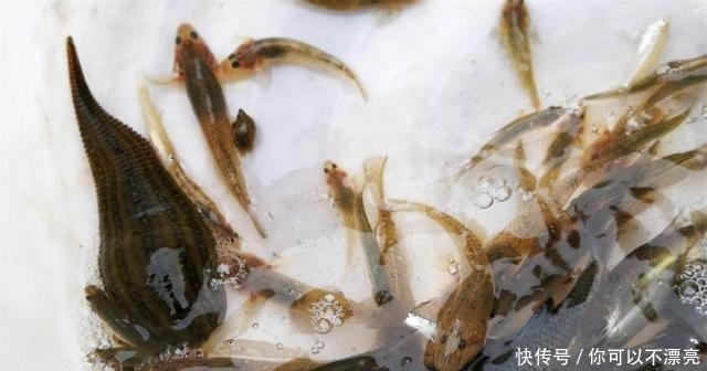 农村大集现吸血水生物,众人吓得往后退,