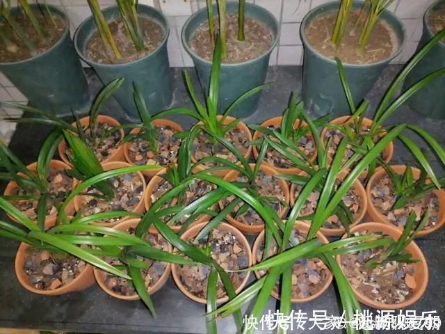 根系|3种花不用扦插，掰下来就能活，1盆变10盆，懒人也能养