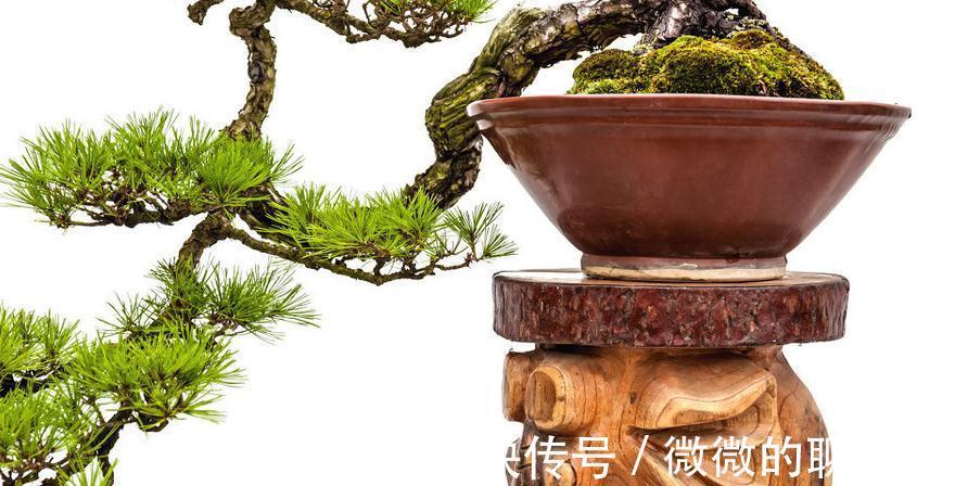 你对一盆二景三几架怎么看,为什么盆在景的前面,说说我的想法