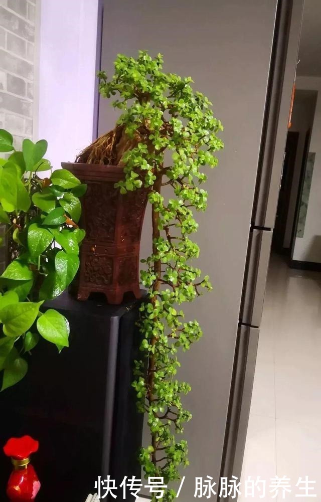 过年养盆“金枝玉叶”寓意好，盆景造型颜值高，越养越有钱！