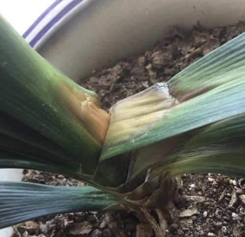  盆栽植物|花卉盆栽买回来，一定注意此几个细节