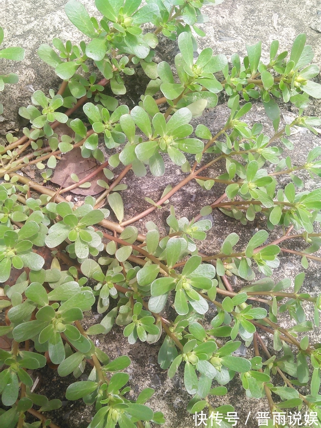 传染病|长期用马齿苋煮水喝,坚持半个月后,身体会出现神奇的变化!