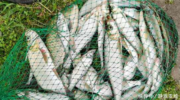 串钩|民间钓翘嘴鲌鱼的五种方法,盛夏高温鱼难钓,这种鱼反而更好钓