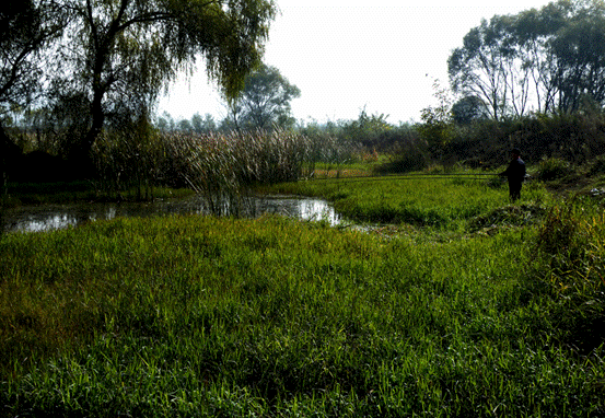 冬季钓鲫鱼你真的行吗?迟来的技巧,上来的都是大板鲫!