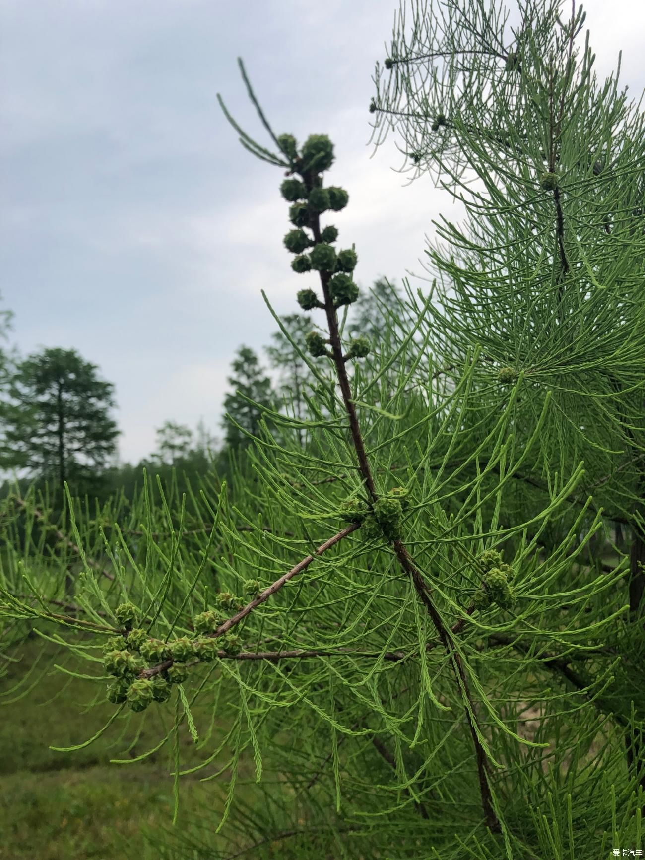 山水田林间赏美景 摘桑葚