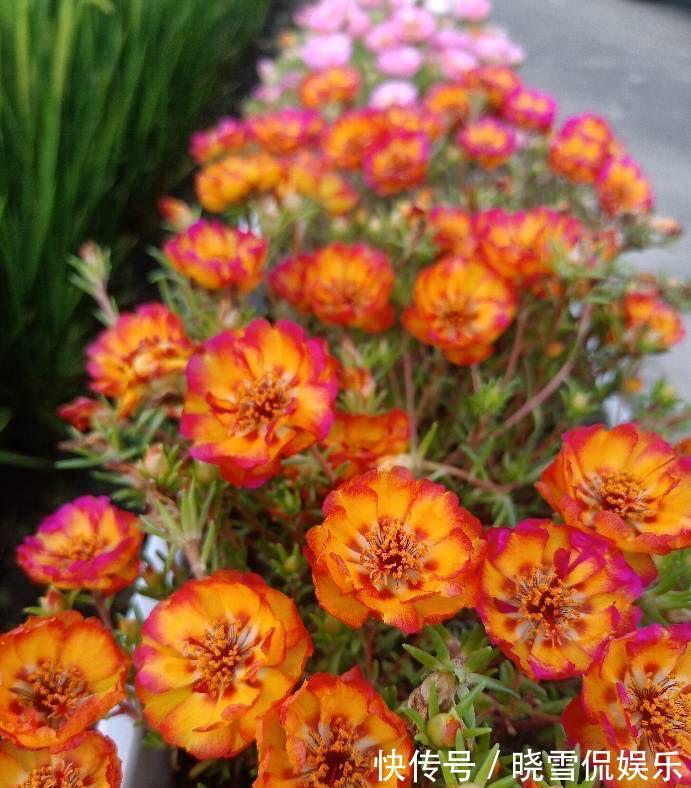 花儿|秋天的太阳花，给点肥剪一剪，从瘦弱变得茁壮，花儿更多