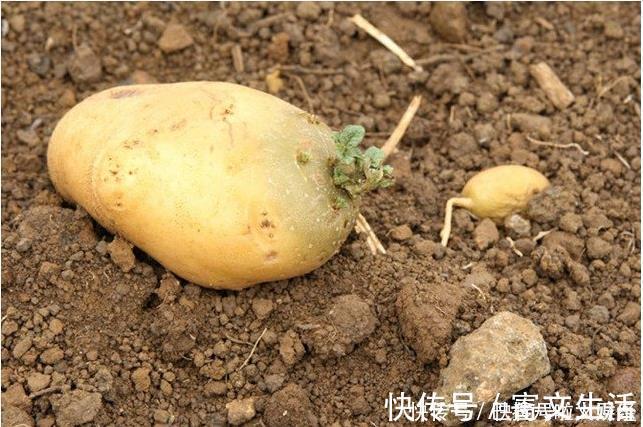 马铃薯|这四种东西发芽后,前三种都是能吃的,最后一种千万不能吃