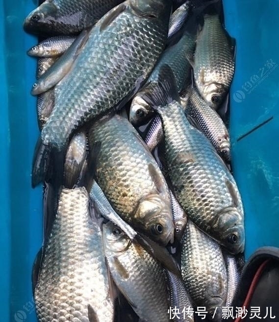 冬季野钓经常空军，老汉教你几个小妙招助爆护