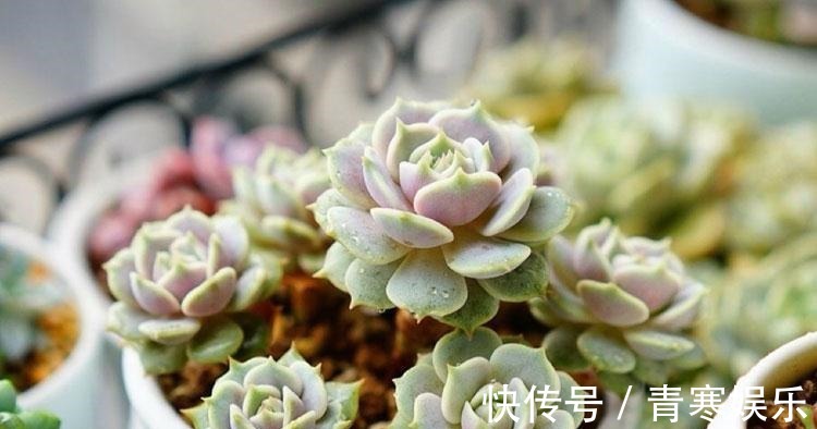 张大哥养肉10多年,总结出4个“耐热品种”,肉迷都喜欢