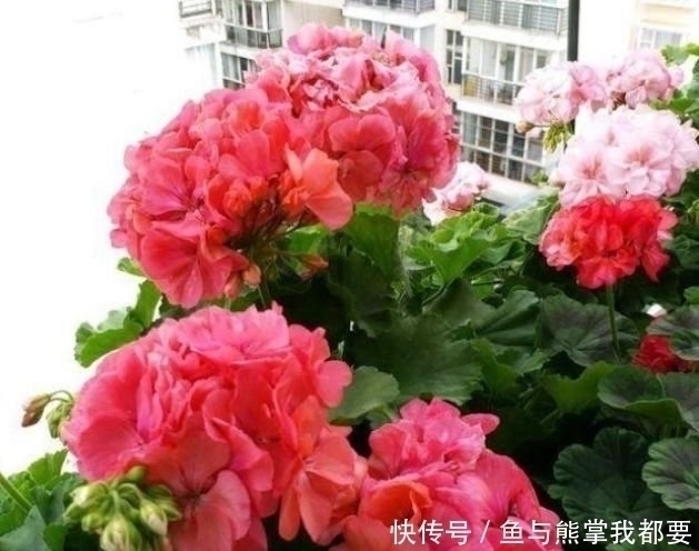 透气性|4种花好养又漂亮,很多人都默默的养,一年四季都能开花爆盆