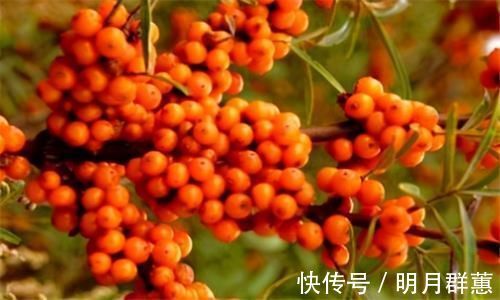 沙棘果|女性想要皮肤好，3种食物不放过，补肾活血，祛湿健脾，爱吃就赚