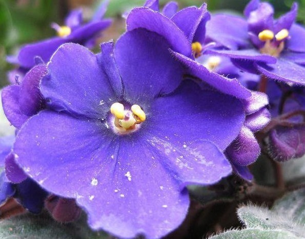 这2种花比月季好看!叶片扦插就成活,半年开花,一年种出20盆!