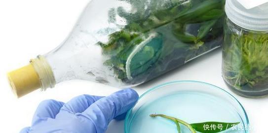 繁殖|兰花有几种繁殖方式?怎么用假鳞茎繁殖?