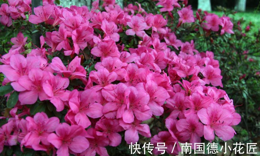 花匠|公认难养的6种花,老花匠丢室外不打理,反而长势旺开花美