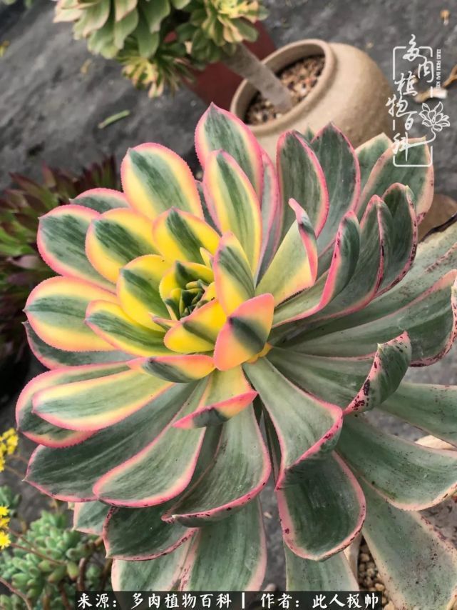 骄阳艳玫瑰，梦幻魔法师！独爱你的百媚千红！