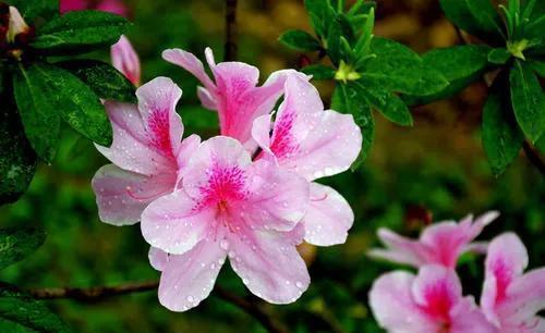 枝条|杜鹃花花后难养护,不用愁,几点建议送给你