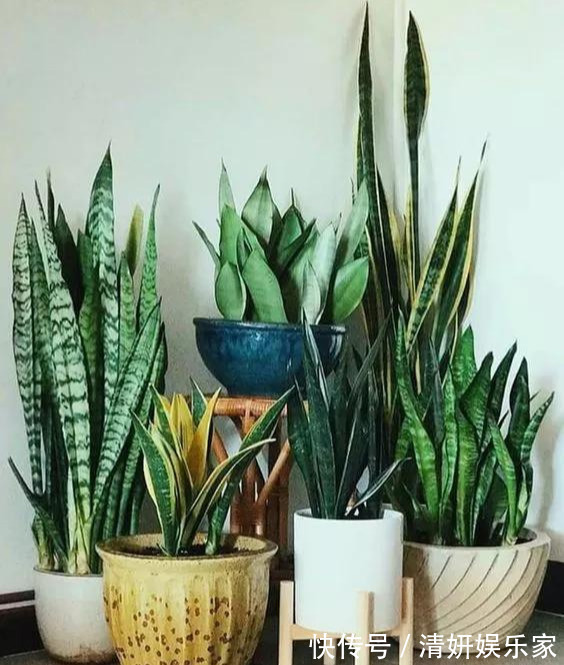 适合客厅养的5种“耐旱花”,30天不浇水也能爆盆,漂亮大气