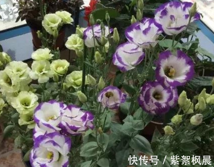 彩色|4种花是“爆盆能手”，好养漂亮，个个花开满盆，人见人爱！