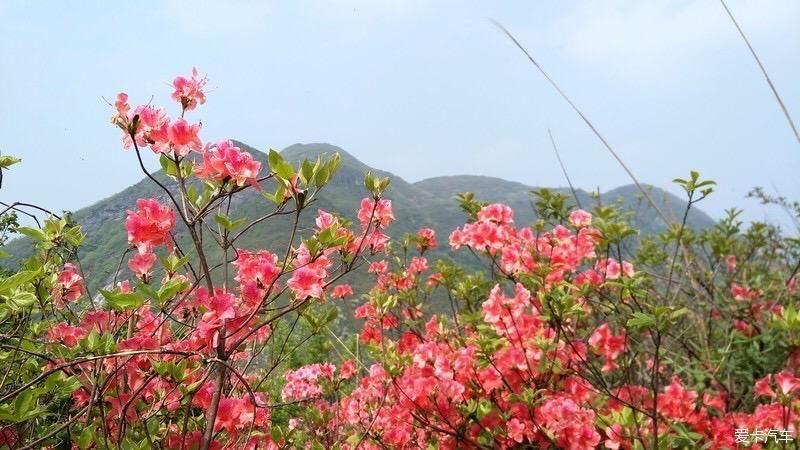 山上开遍映山红