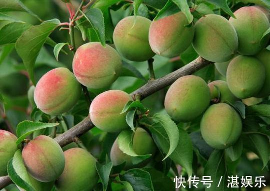 延缓衰老|女性不想显老,三种食物不可少,美容养颜,延缓衰老,提高免疫力