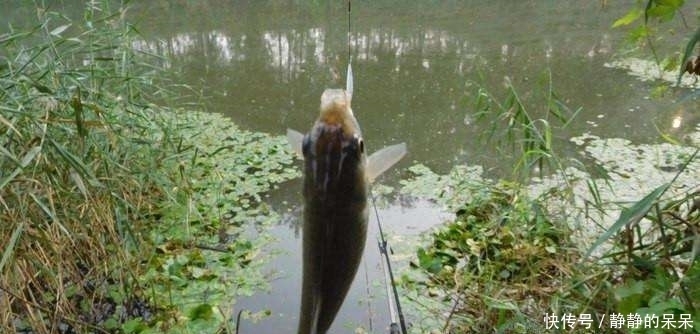 失败|炖鲫鱼只需加盐,汤特别白,而且零失败,原来以前都做错了