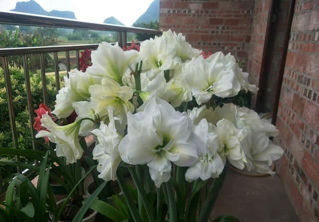 一种“大胖花”,埋土里2个月,不用管它,窜满花箭,开花大又多