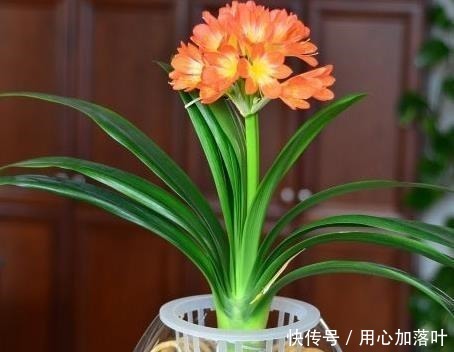 “1种水”浇君子兰，7天冒出“大白根”，让你家的花更美观