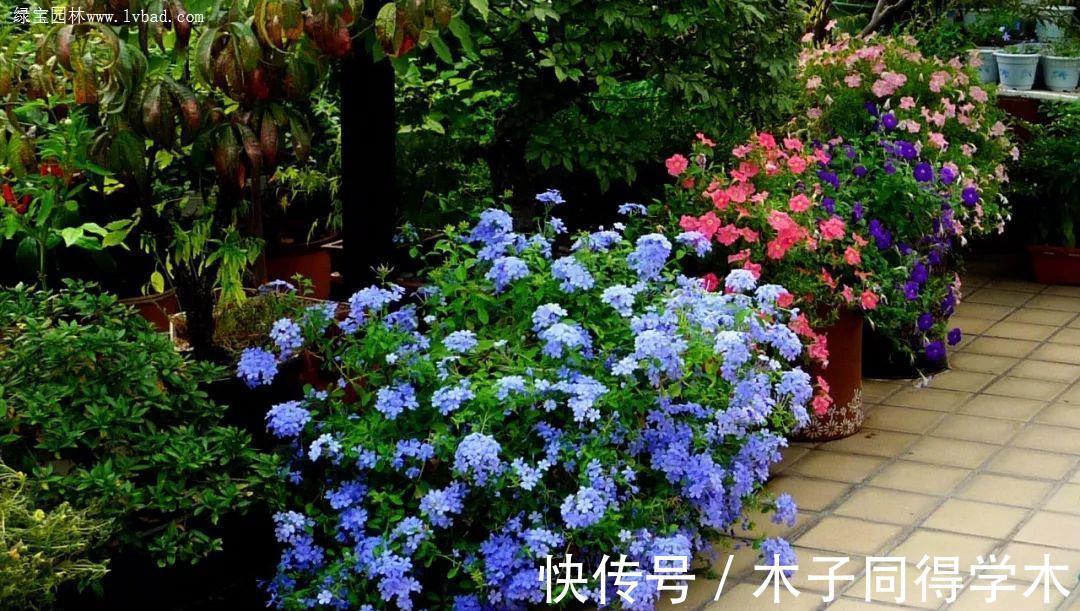生根|立秋后，建议扦插6种花，温度适宜“利于”生根，成活率高