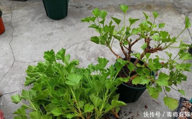 9月前后,这花必须剪一剪,不然明年没花看!