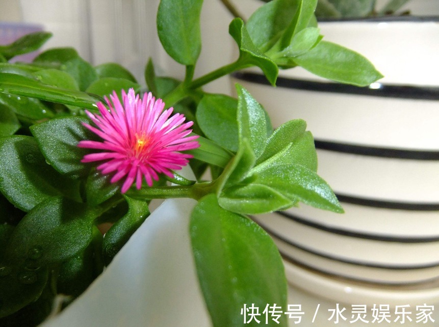 爆盆|三种适合懒人养的盆栽花，只要有阳光就行了，不用管它也能爆盆！
