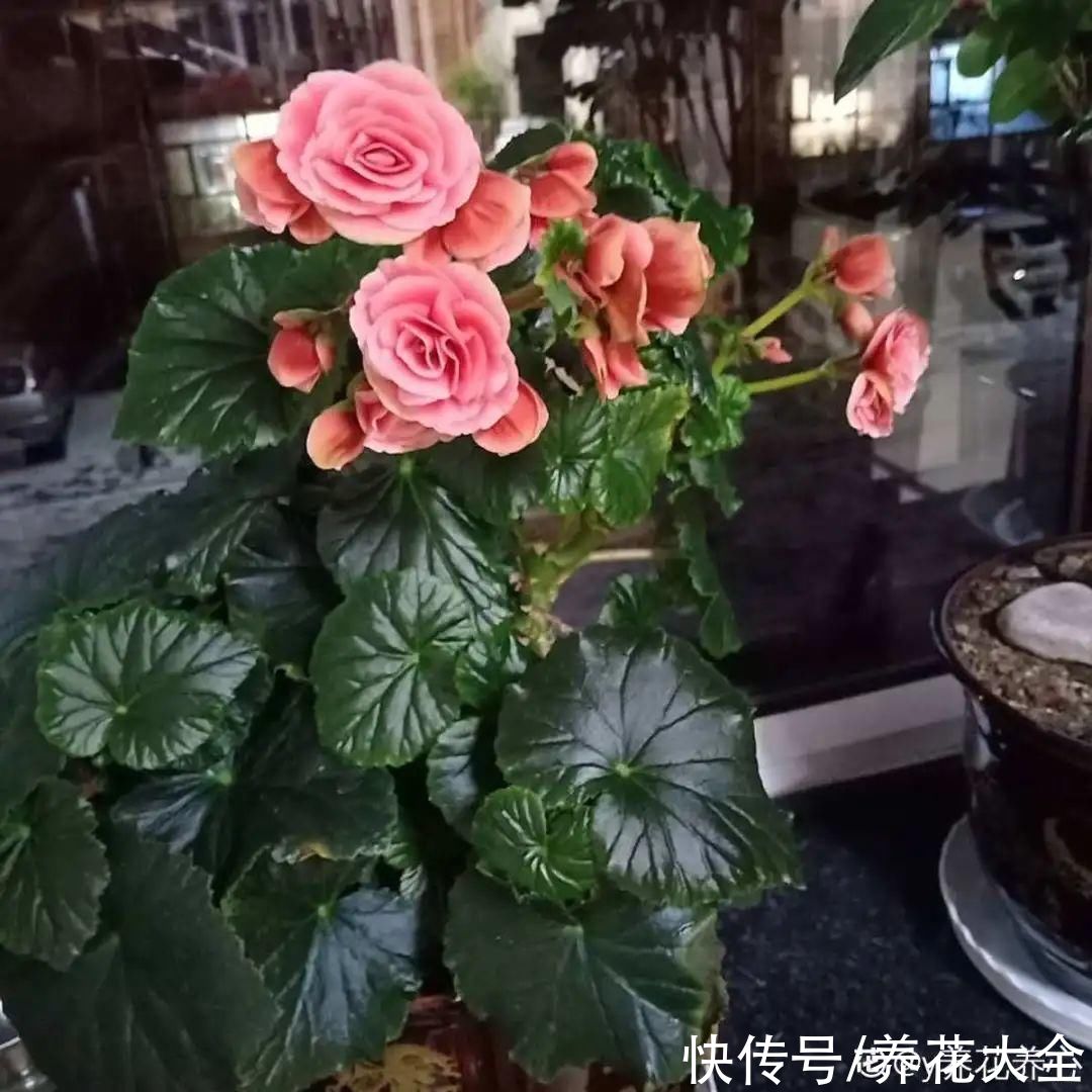 最怕晒的10种花，赶快搬进屋，否则会死掉