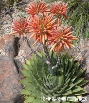 6种花,随便养一盆,空气清新“病菌”少!我就养6盆,对家人好!