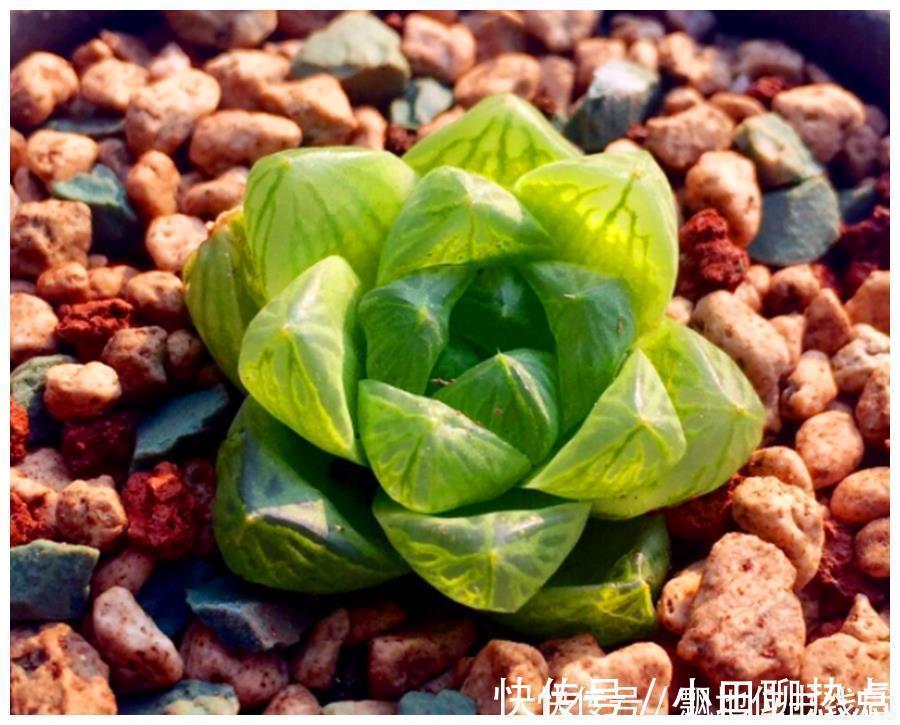 玉露晶莹彩珍珠美极了，做好6个点，颗颗饱满晶莹剔透